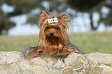 YORKSHIRE TERRIER 385
